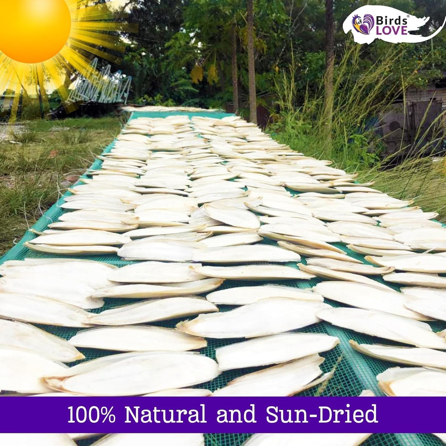 Birds LOVE Natural Cuttlebone | 100% Pure Sun-Dried Calcium Supplement for Birds, Tortoises, Snails & Crabs | Supports Beak & Shell Health | Easy to Chew | 6 Pack, Size 5.5 to 6"