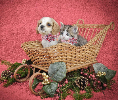 DOGWONG Christmas Dog Collar with Flower, Pink Santa Claus Dog Collar Gingerbread Man Soft Durable Adjustable Cotton Cute Girl Puppy Collar for Small Medium Large Dog