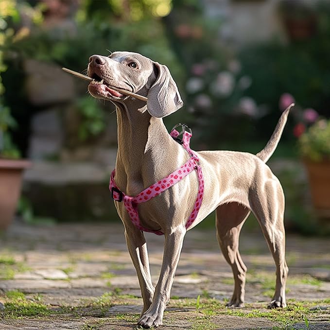 QQPETS Dog Harness Leash Set Adjustable Heavy Duty No Pull Halter Harnesses for Small Medium Large Breed Dogs Back Clip Anti-Twist Perfect for Walking