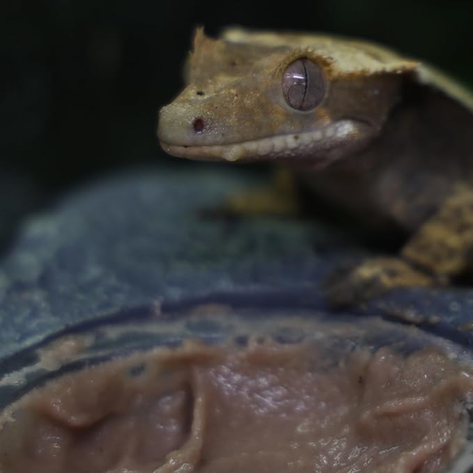 Crested Gecko Diet | Strawberry Swirl | All Natural Low Fat Complete Gecko Food | 2.1oz