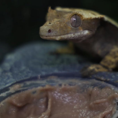 Crested Gecko Diet | Strawberry Swirl | All Natural Low Fat Complete Gecko Food | 2.1oz