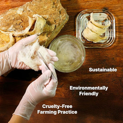 Golden Nest Premium Bird Nest Drink, Swallow Bird Nest 100% Natural - Made in USA, (燕窩) 12 bottles x 240 ml (8oz) (Original)