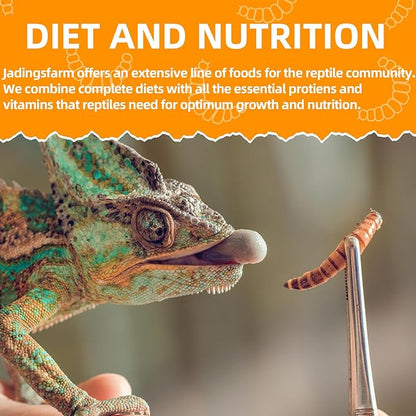 6 Pack Canned Mealworms for Reptiles, Fish, Birds and Small Animals, Meal Worms, Healthy High Protein Treat, Reptile Bird Fish Food 7.2 Ounces Total