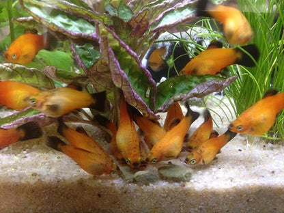 Aquatic Foods Inc. Koi Fish, Hand Feeding 12mm - 1/2" 4-Type Sinking Wafer Treats, Teach Your Koi to Eat Out of Your Hands…2-lb Med Jar