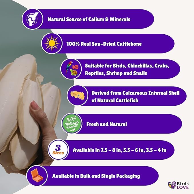 Birds LOVE Natural Cuttlebone | 100% Pure Sun-Dried Calcium Supplement for Birds, Tortoises, Snails & Crabs | Supports Beak & Shell Health | Easy to Chew | 2 Pack, Size 5.5 to 6"