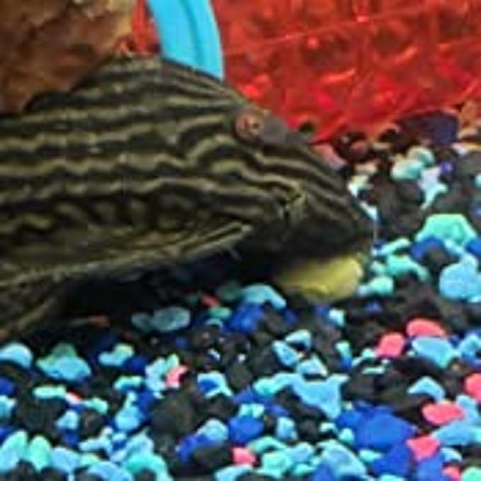 Aquatic Foods Inc. Koi Fish, Hand Feeding 12mm - 1/2" 4-Type Sinking Wafer Treats, Teach Your Koi to Eat Out of Your Hands…5-lb Lg Jar