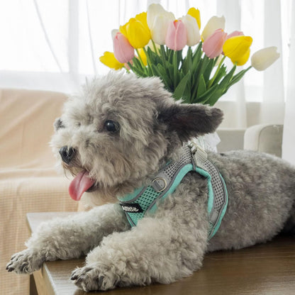 AIITLE Comfortable Dog Harness and Leash Set for Walking - Summer Step in Vest Harness,Reflective Bands, Adjustable No Pull Puppy Essentials, for Small Dogs and House Cats Turquoise XS