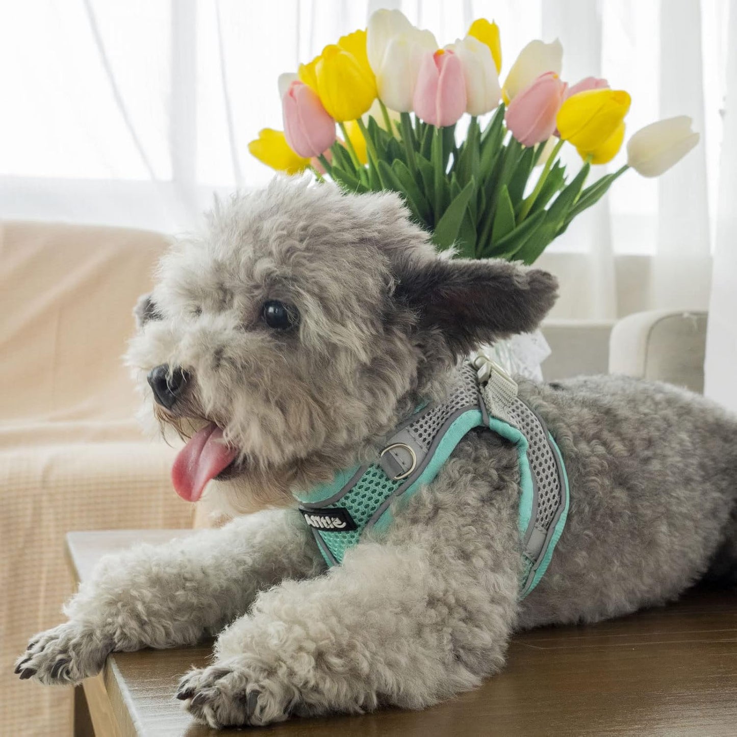 AIITLE Small Harness for Puppy with A Leash - Summer Dog Vest Harness with Super Breathable Mesh, Reflective No-Pull Pet Harness for Outdoor Walking, Camping for Small Dogs, Cats Turquoise XXS