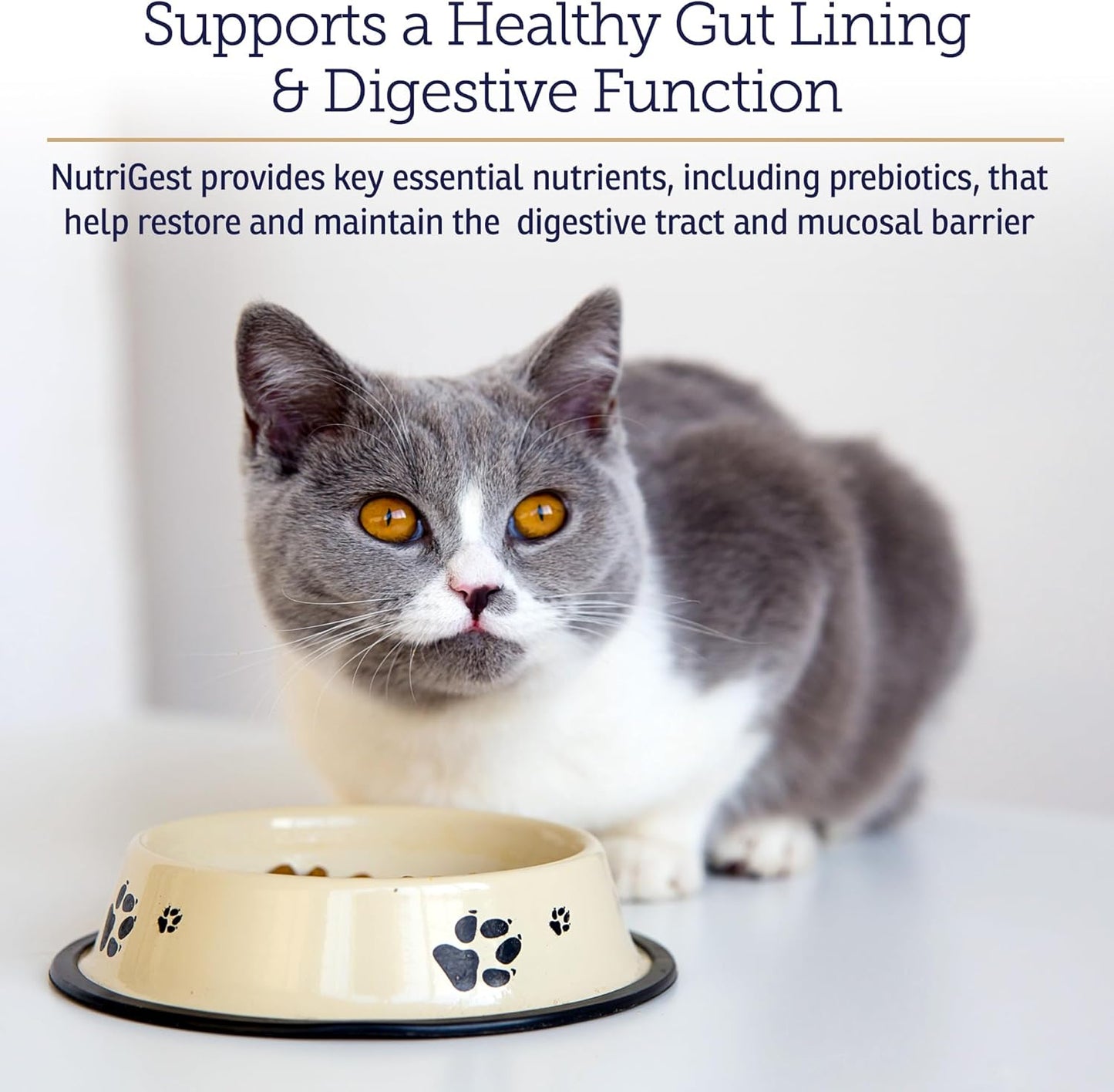 Rx Vitamins NutriGest Capsules for Cats & Dogs - Probiotics for Digestive Health Enhanced with Glucosamine for Gut Health Support - Helps with Constipation Relief and Anti Diarrhea - 90 Capsules