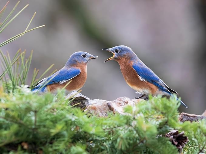 Birdseed Cylinders with Hole - Bird Seed for Outside Wild Birds (Small Cylinder, Mighty Bird Mix 1pc)
