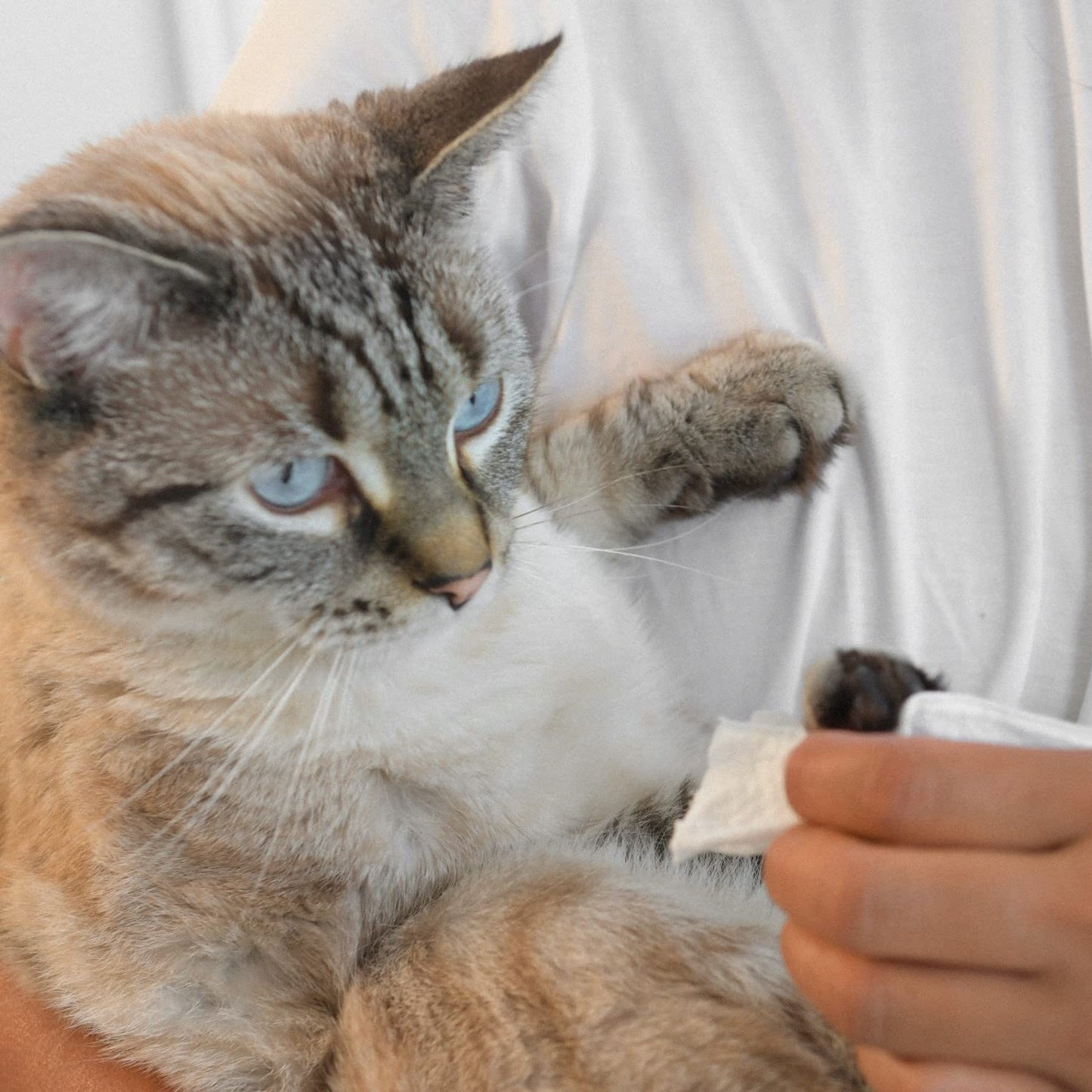 ATTITUDE Pet Grooming Wipes, Hypoallergenic Plant and Mineral-Based Ingredients, Vegan and Cruelty-Free Biodegradable Products, Unscented, 72 count (Pack of 2)