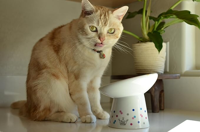 Necoichi Raised Cat Food Bowl – Ceramic Elevated 15° Tilted Cat Bowl for Whisker & Neck Fatigue Dishwasher Microwave Safe – Non-Slip Anti Vomiting Ergonomic Design (Colorful Dots, Extra Wide Tilted)