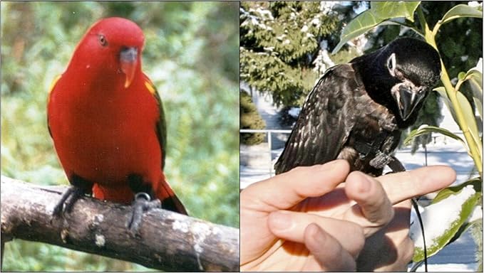 The AVIATOR Pet Bird Harness and Leash: Small Green