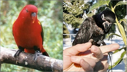 The AVIATOR Pet Bird Harness and Leash: Small Green