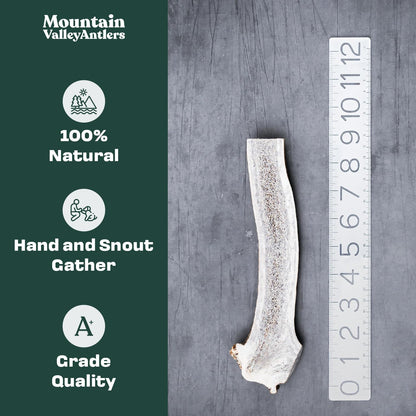 Mountain Valley Elk Antlers for Dogs - 100% Natural & Organic Chew for Aggressive Chewers, No Odor, No Mess, Long Lasting - Wild-Foraged Naturally Shed Antlers in USA - Grade A, Split Jumbo (1 Pack)