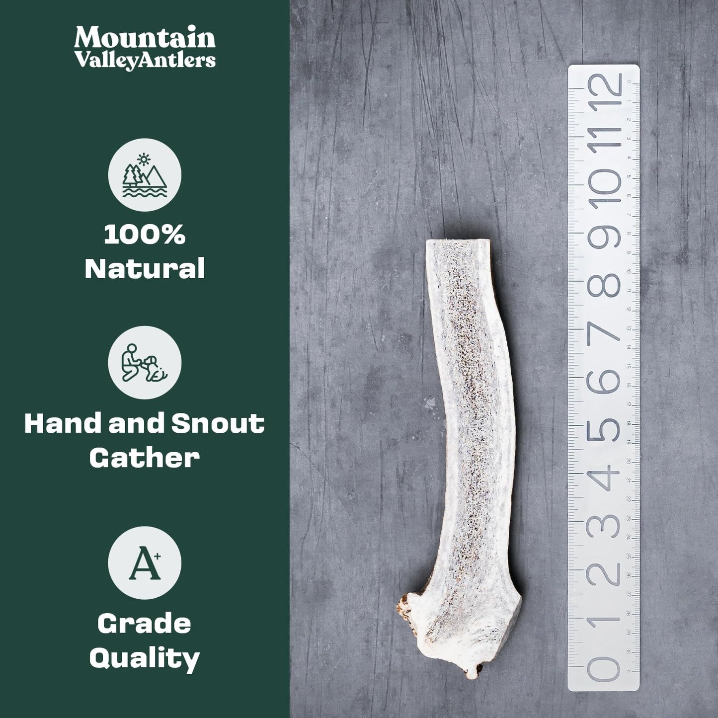 Mountain Valley Elk Antlers for Dogs - 100% Natural & Organic Chew for Aggressive Chewers, No Odor, No Mess, Long Lasting - Wild-Foraged Naturally Shed Antlers in USA - Grade A, Split Medium (1 Pack)