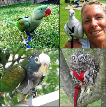 The AVIATOR Pet Bird Harness and Leash: Small Black