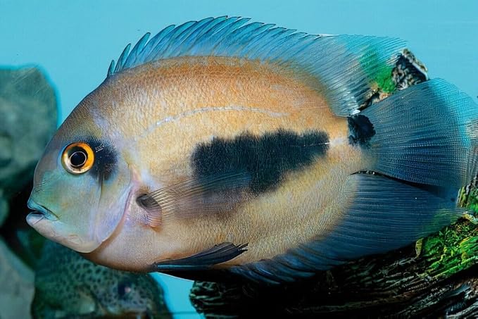 Aquatic Foods Inc. Brine Shrimp Flakes for Freshwater Cichlids, Angels, Tetras, Guppies, Marine Tangs, Butterflies, Angelfish, Anthias, Clown Fish. WL…1/4-lb Foil Pouch Bag