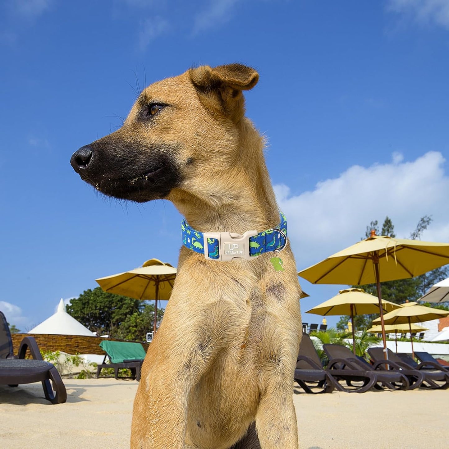 Summer Dog Collar-Dinosaur Dog Collars with Dino Eggs-Blue Summer Pet Dollar-Soft, Adjustable & Stylish for Small/Medium Dogs