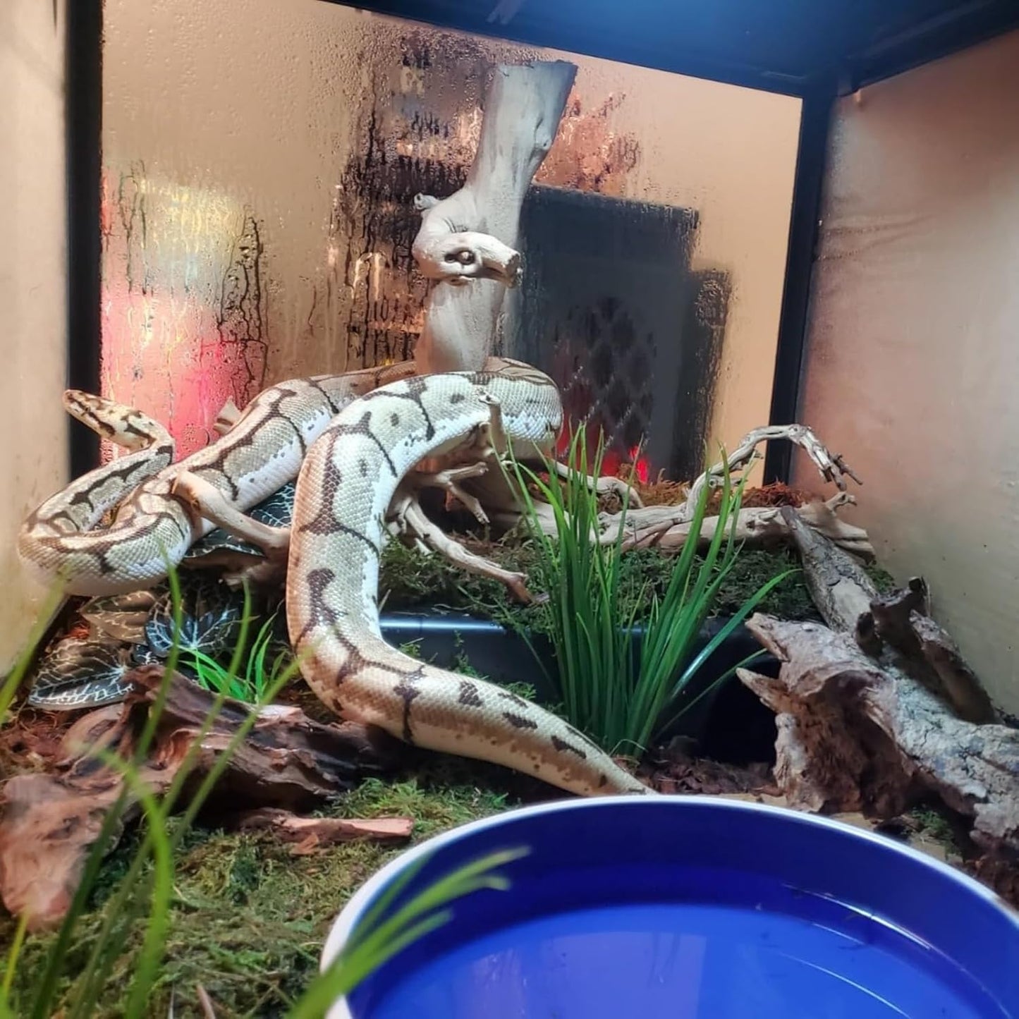 Amypet Different Size Reptile Use Hide Cave for Snakes,Reptiles, Ball Pythons Durable Material Easy to Clean 10.2 x7.48 x 2.75inch (L)