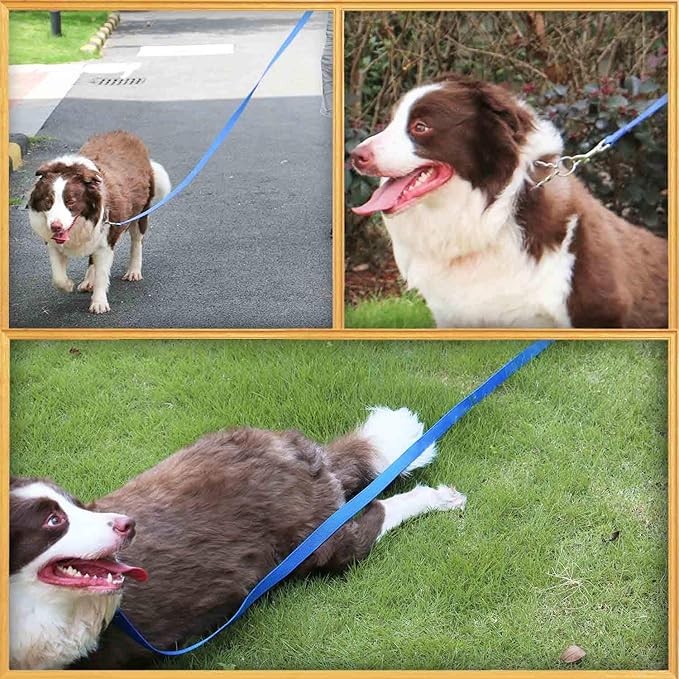 AMAGOOD 6 FT Puppy/ Dog Leashes, Traditional Style Leash with Easy to Use Collar Hook, Great for Small, Medium and Large Dogs (3/4 in x 6 ft, Pack of 1), Blue