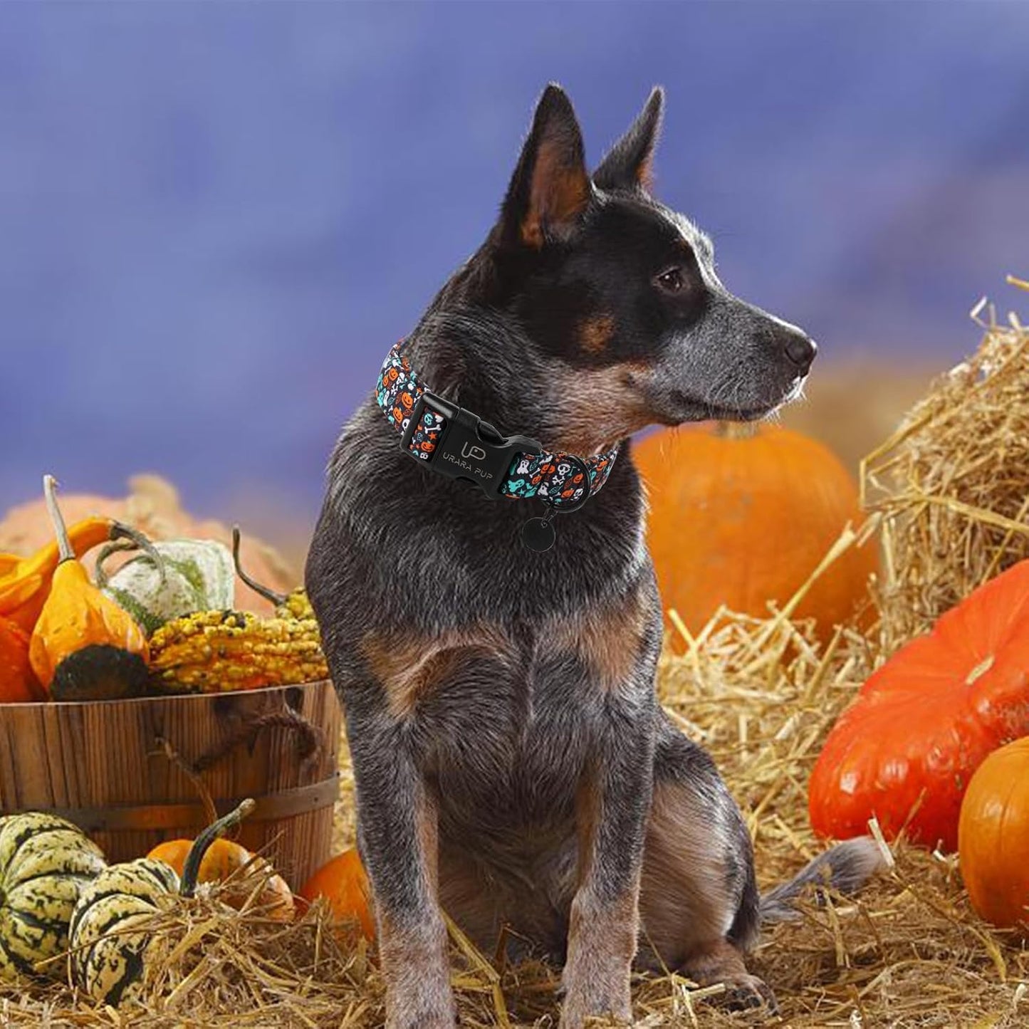 Halloween Dog Collar, UP URARA PUP Cotton Skull Ghost Dog Collar for Small Dog, Fall Pet Collar with Halloween Elements Pattern, Adjustable Puppy Collare,S