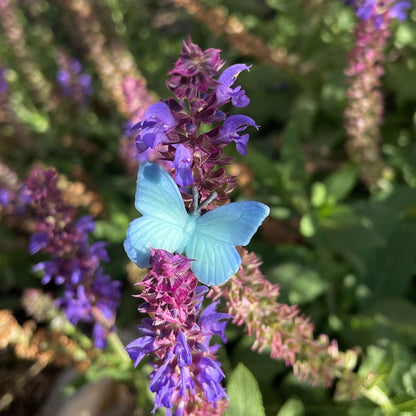 Safari Ltd. Good Luck Minis Rainforest Fun Pack – 8 Mini Figurines Including Snake, Frogs, Butterfly, Chimpanzee, Orangutan, Caiman, Bear – Educational Toy Figures for Boys, Girls & Kids Ages 5+