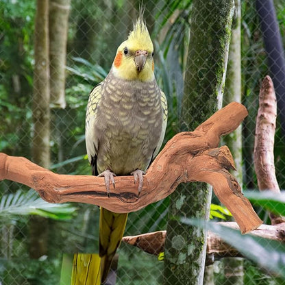 3-Piece Premium Bird Perch Stand with Natural Grape Wood Branch, Paw Grinding Fork, Chewing Stick, Cage Accessories for Parakeets, Budgies, Cockatiels, Finches, Lovebirds