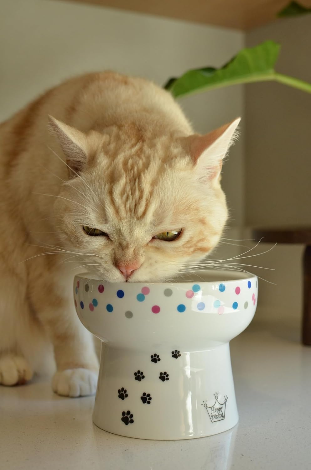 Necoichi Elevated Cat Water Bowl – Ceramic Raised Cat Bowl, Prevents Neck & Whisker Fatigue – Dishwasher & Microwave Safe – Pet Water Bowl for Cats (Colorful Dots, Extra Tall)