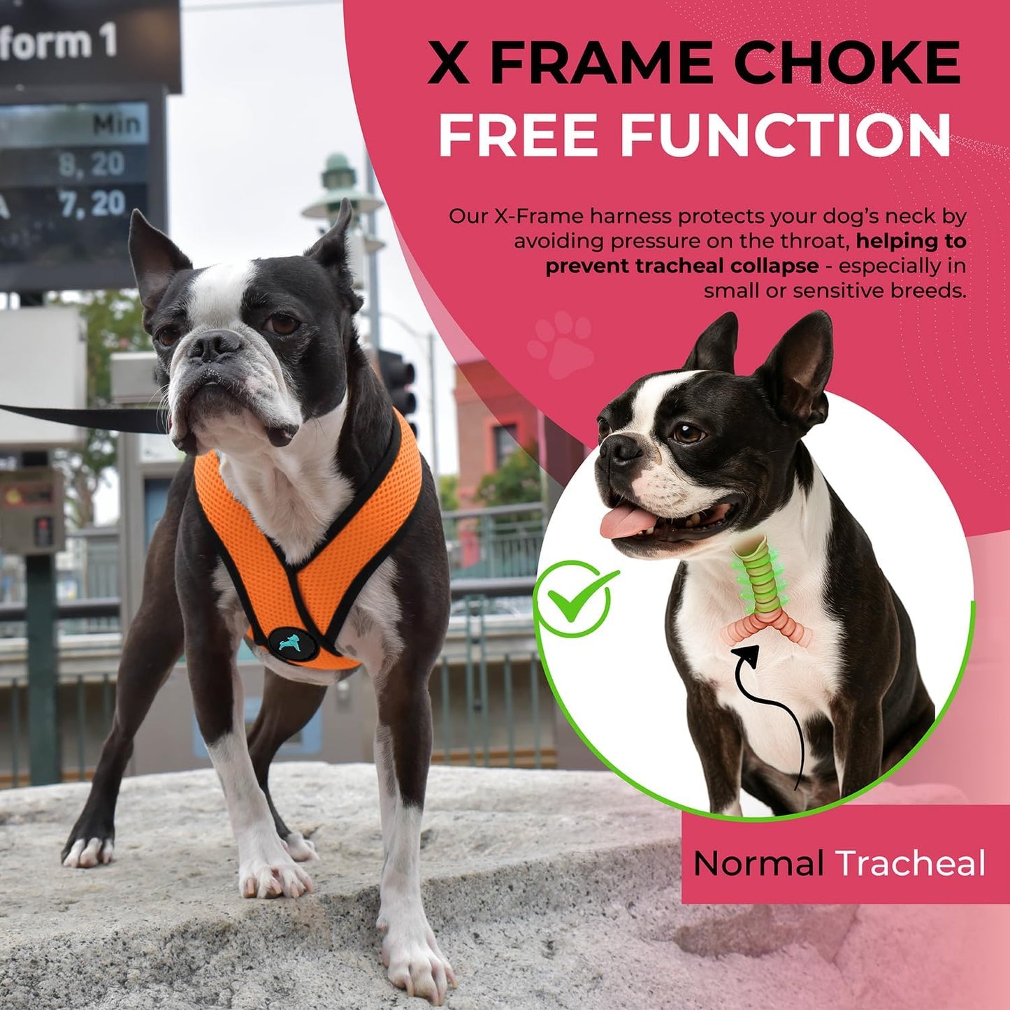 Gooby Comfort X Head in Harness - Orange, Medium - No Pull Small Dog Harness Patented Choke-Free X Frame - On The Go Dog Harness for Medium Dogs No Pull or Small Dogs for Indoor and Outdoor Use