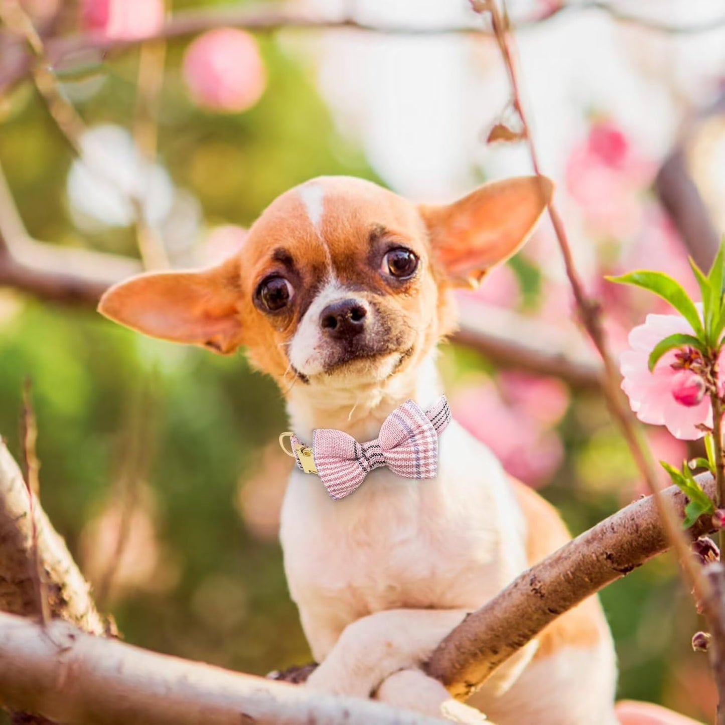 Beirui Cute Extra Small Dog Harness Collar and Leash Set with Bowtie, Soft Adjustable Plaid Puppy Harness for Small Sized Dogs Cats Walks Parties and Photoshoots(Pink,XXS:Chest 12-14")