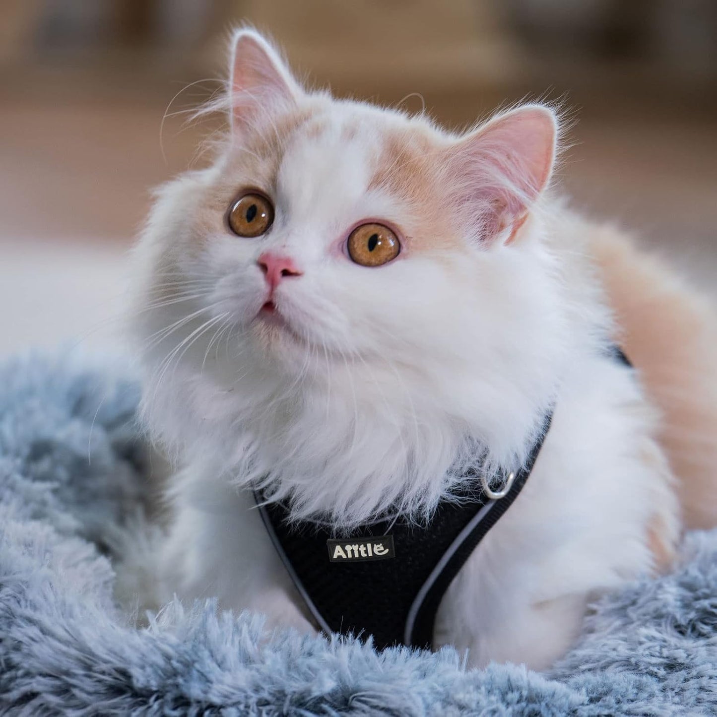 AIITLE Comfortable Dog Harness and Leash Set for Walking - Summer Step in Vest Harness,Reflective Bands, Adjustable No Pull Puppy Essentials, for Small Dogs and House Cats Black XS