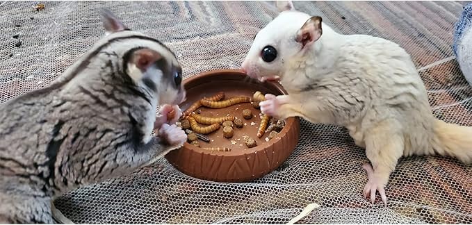 Exotic Nutrition Dried Insect 3 Pack - Crickets, Grasshoppers, Mealworms - for Sugar Gliders, Hedgehogs, Wild Birds, Chickens, Turtles, Tropical Fish, Reptiles