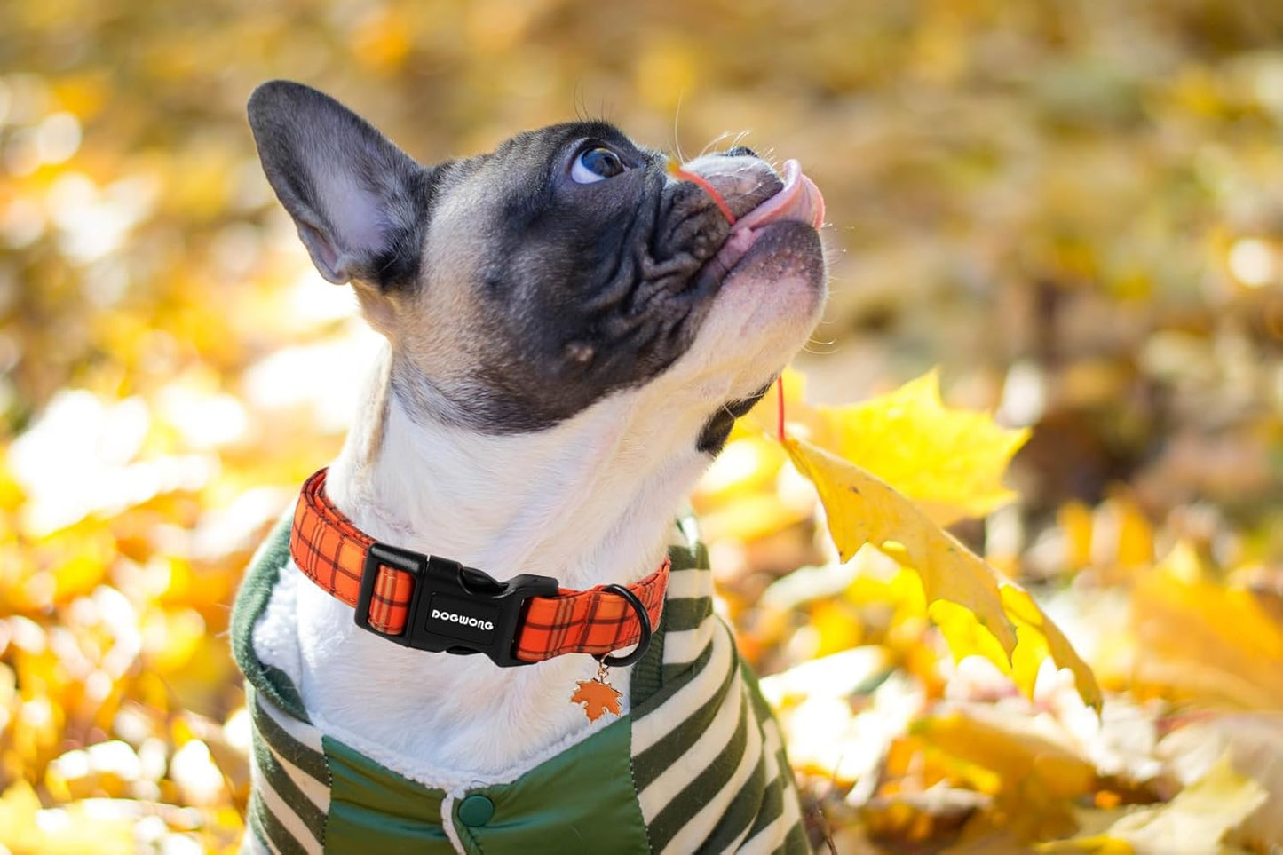 DOGWONG Fall Orange Plaid Dog Collar- Cute Designer Fall Checkered Dog Collars Adjustable Halloween Dog Collar for Small Medium Large Dogs XS