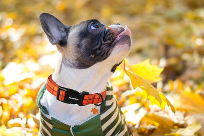 DOGWONG Fall Orange Plaid Dog Collar- Cute Designer Fall Checkered Dog Collars Adjustable Halloween Dog Collar for Small Medium Large Dogs XS