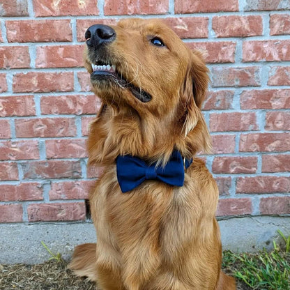 PETDURO Custom Dog Collar Personalized with Name Engraved Quick Release Rose Gold Metal Buckle for Large Medium Small Girl Dogs - Dog Leash and Bow Tie Available - Soft Comfy Velvet (Dark Blue, XS)