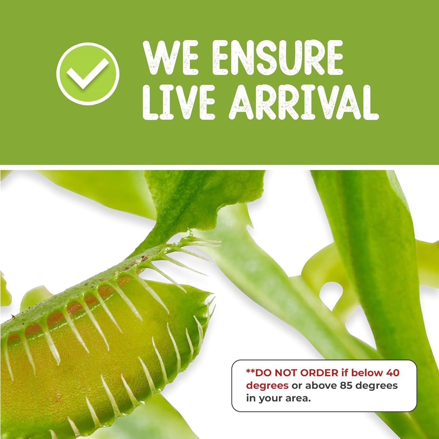 Venus Fly Trap Live Plant + Sundew Plant Set with Terrarium + Carnivorous Plants Food, Feeding Tweezers, Peat and Venus Flytrap + Sundew Carnivorous Plants Live