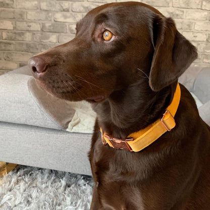 PETDURO Personalized Dog Collar Ginger Soft Velvet for Large Medium Small Boy Girl Dogs - Custom Collar with Name Phone Number Engraved on Rose Gold Metal Buckle - Add Leash Bow Set via Customize Now