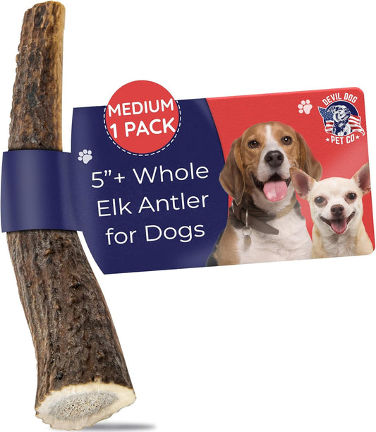 Devil Dog Pet Co. Elk Antlers for Dogs, Medium 5"+, 1 Pack, Grade A Long Lasting Chew for Aggressive Chewers, Premium USA Naturally Shed Antler – Healthy, No Odor, Durable Dog Chew