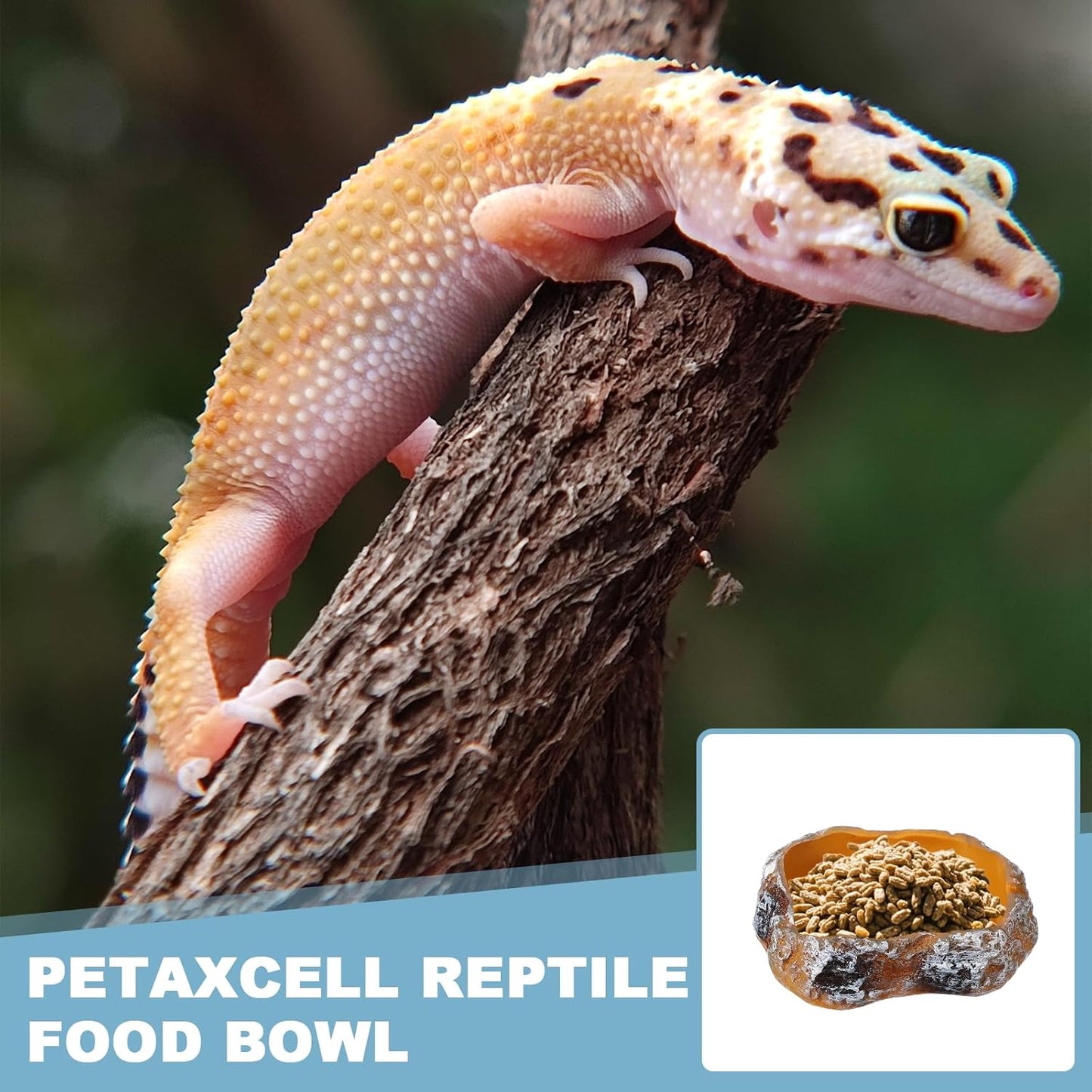 Reptile Food Bowl, Reptile Feeding Dish Corner Bowl Water Resin Rock Worm Feeder Dish S (5.1 in, Orange), Intended for Lizards/o/Scaled Pet/Leopard o/Spiders