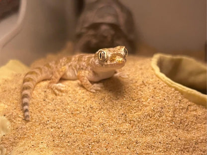 Reptile and Shrimp Hide Cave, 3D Printed Aquarium Decor for Bearded Dragon Snake, Fish Tank Accessories Terrarium Corner Shelter (White, one Size)