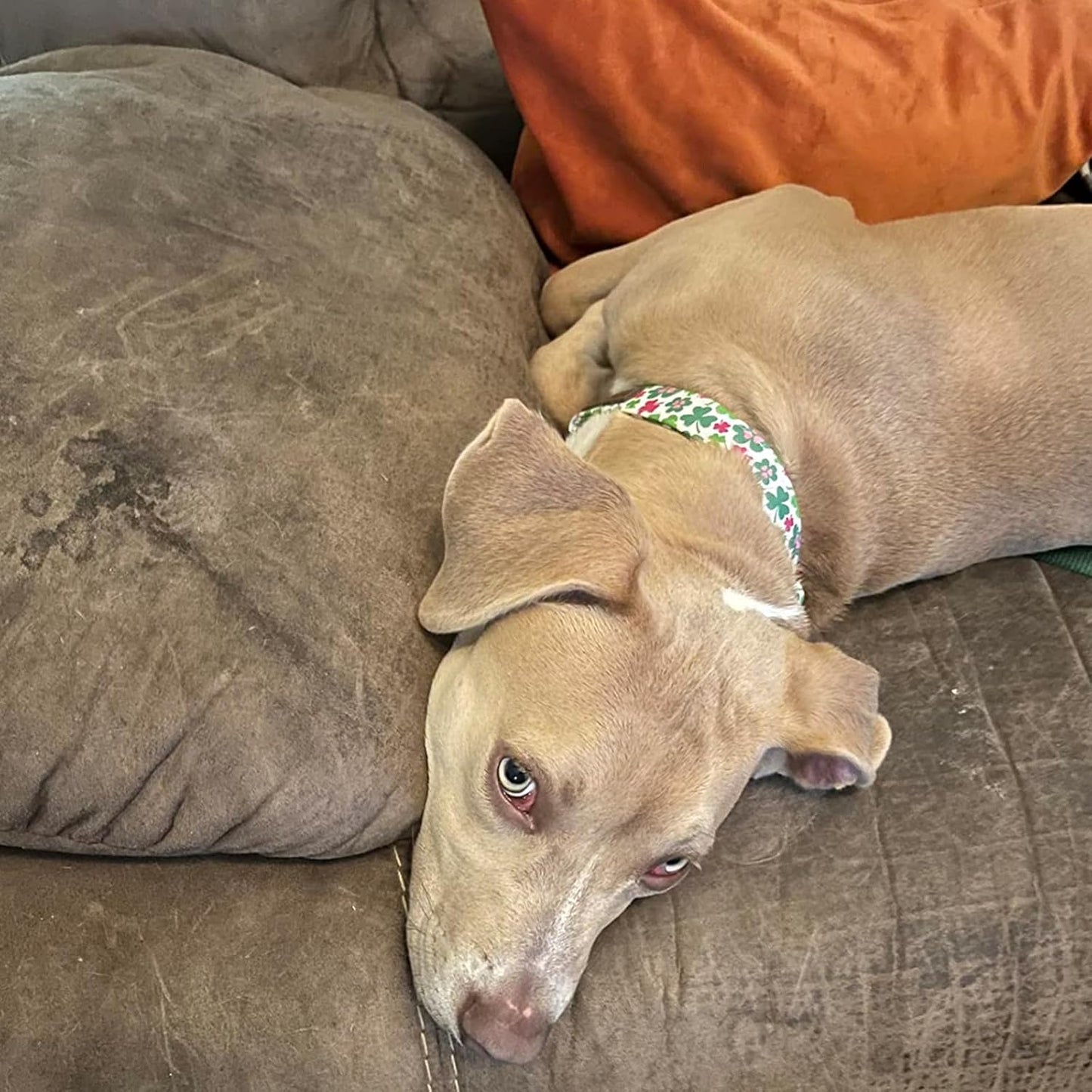 Elegant little tail St Patrick's Dog Collar, Green Clover Pet Collar Cotton Soft Holiday Pet Collar Cute Puppy Collar Adjustable Pet Dog Collars for Small Dogs