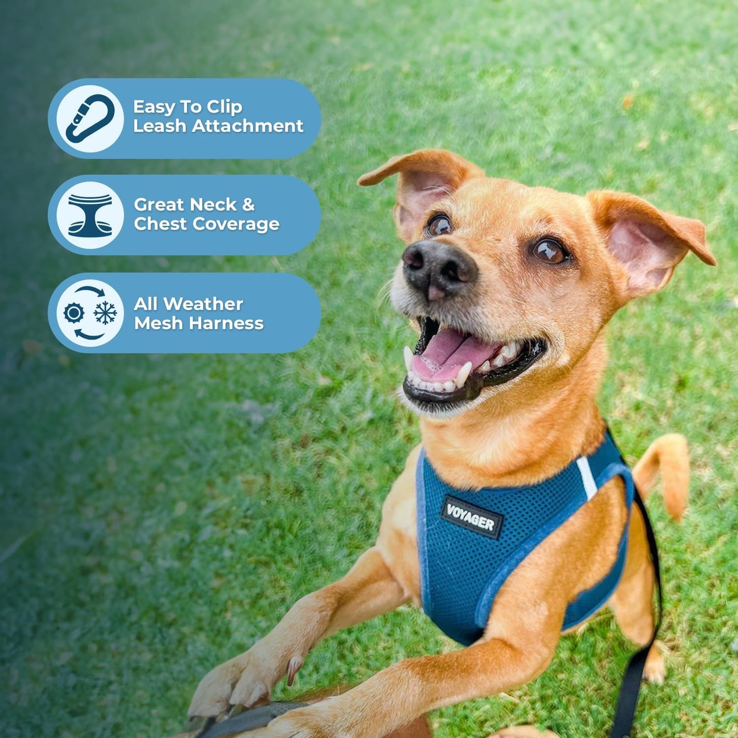 Best Pet Supplies Voyager Step-in Air Harness - All Weather Mesh, Reflective, No Pull Harness for Dogs, Cats - Secure with Hook & Loop Fastener, Buckle, Double D-Rings - Turquoise, S