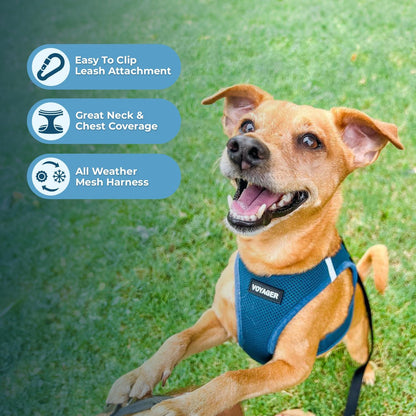 Best Pet Supplies Voyager Step-in Air Harness - All Weather Mesh, Reflective, No Pull Harness for Dogs, Cats - Secure with Hook & Loop Fastener, Buckle, Double D-Rings - Turquoise, XXS