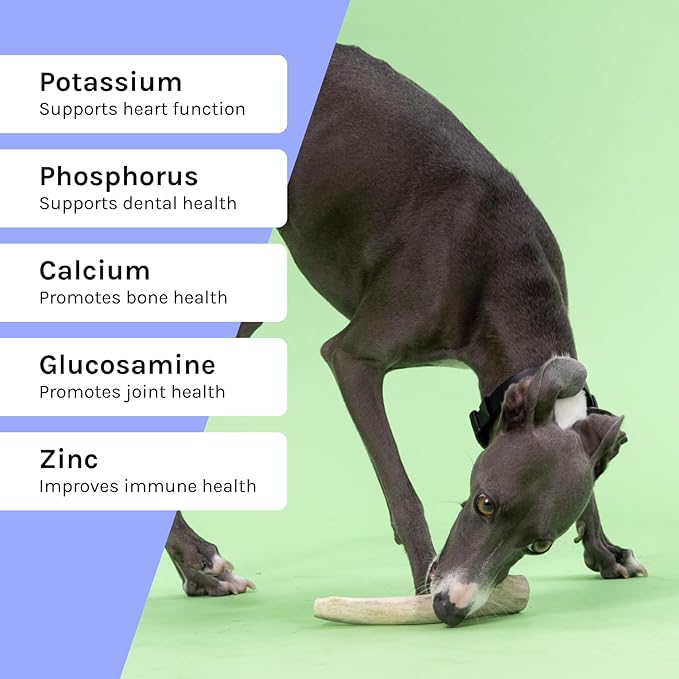 Good Trouble Premium Deer Antlers for Small Dogs – 2 Whole Antlers Pets - North American Sourced for Dental Health & Anxiety Relief - Odor-Free & Non-Toxic Chew Bone for Dogs