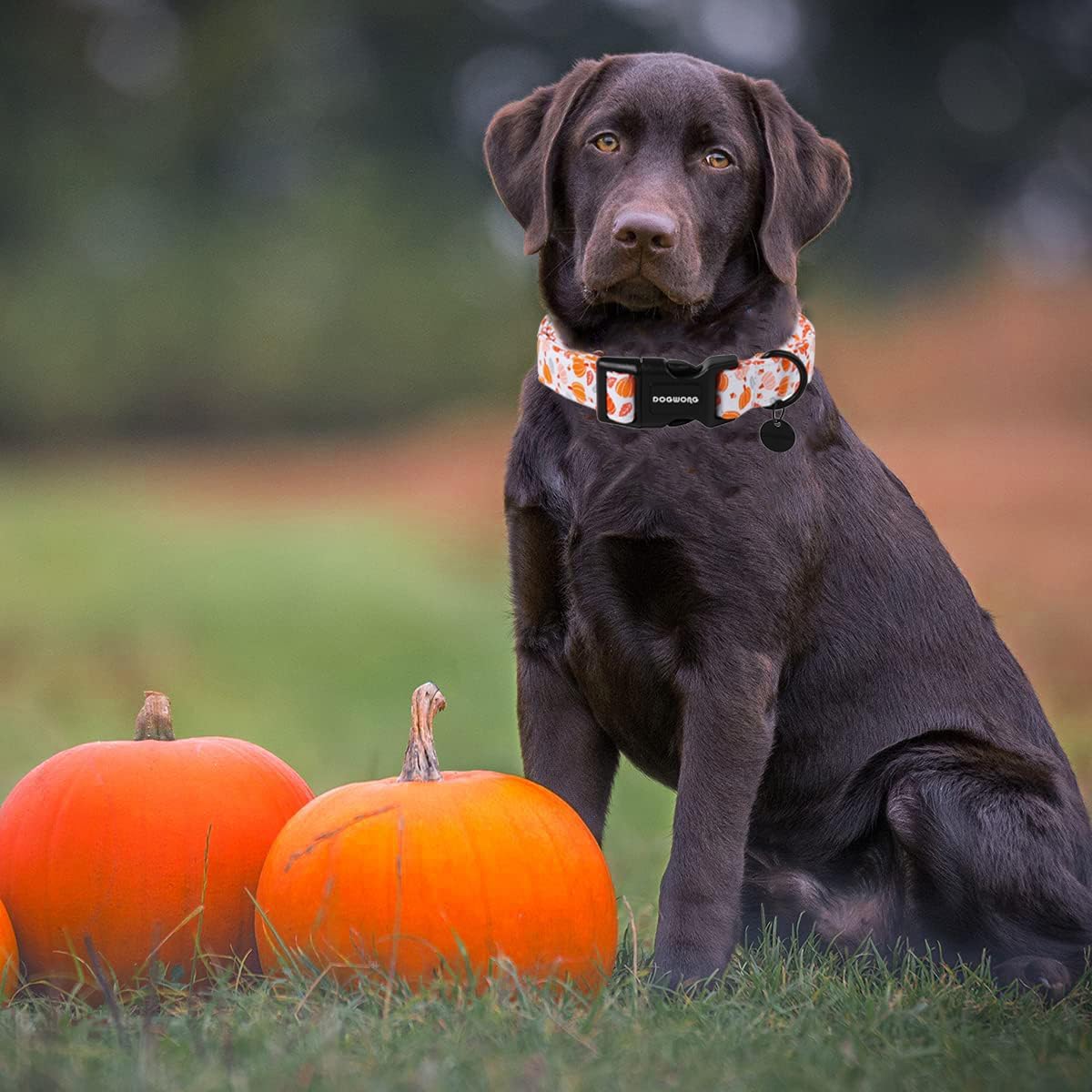 DOGWONG Halloween Pumpkin Dog Collar, Cotton Fall Dog Collar Cute Comfortable Fall Dog Collars Thanksgiving Necklace for Small Girl Boy Puppy Dogs