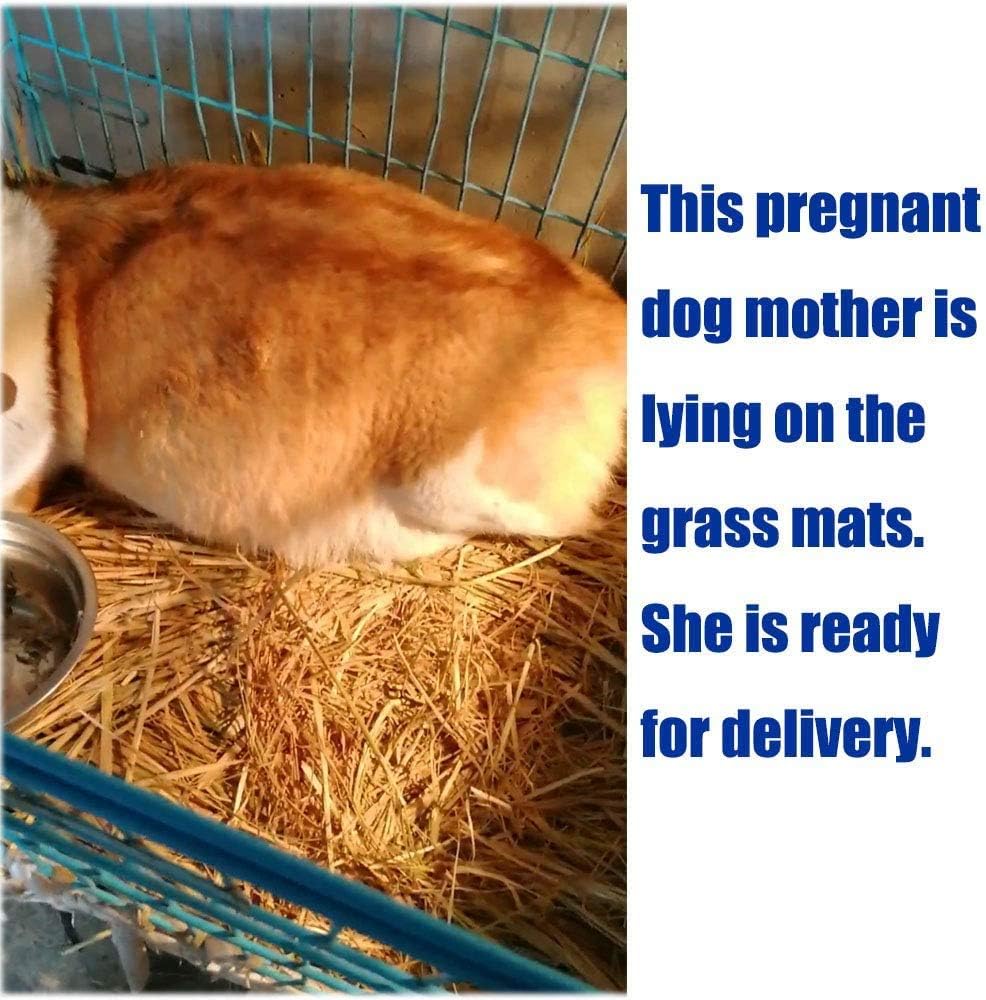 Grass Mat for Rabbit Bunny Chew Toys Woven Bed Mat for Guinea Pig Chinchilla Squirrel Hamster Cat Dog and Small Animal (8PCS Grass mat)