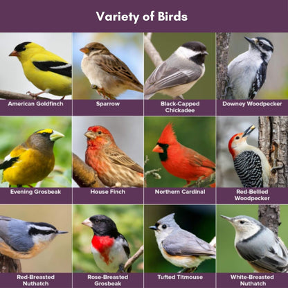 Blue Seal Concerto Wild Bird Seed | Premium High-Energy Blend | No Fillers, Corn-Free | Attracts a Wide Variety of Wild Outside Birds | Convenient Shell-Free Mix | Made in USA | 20 Pound Bag