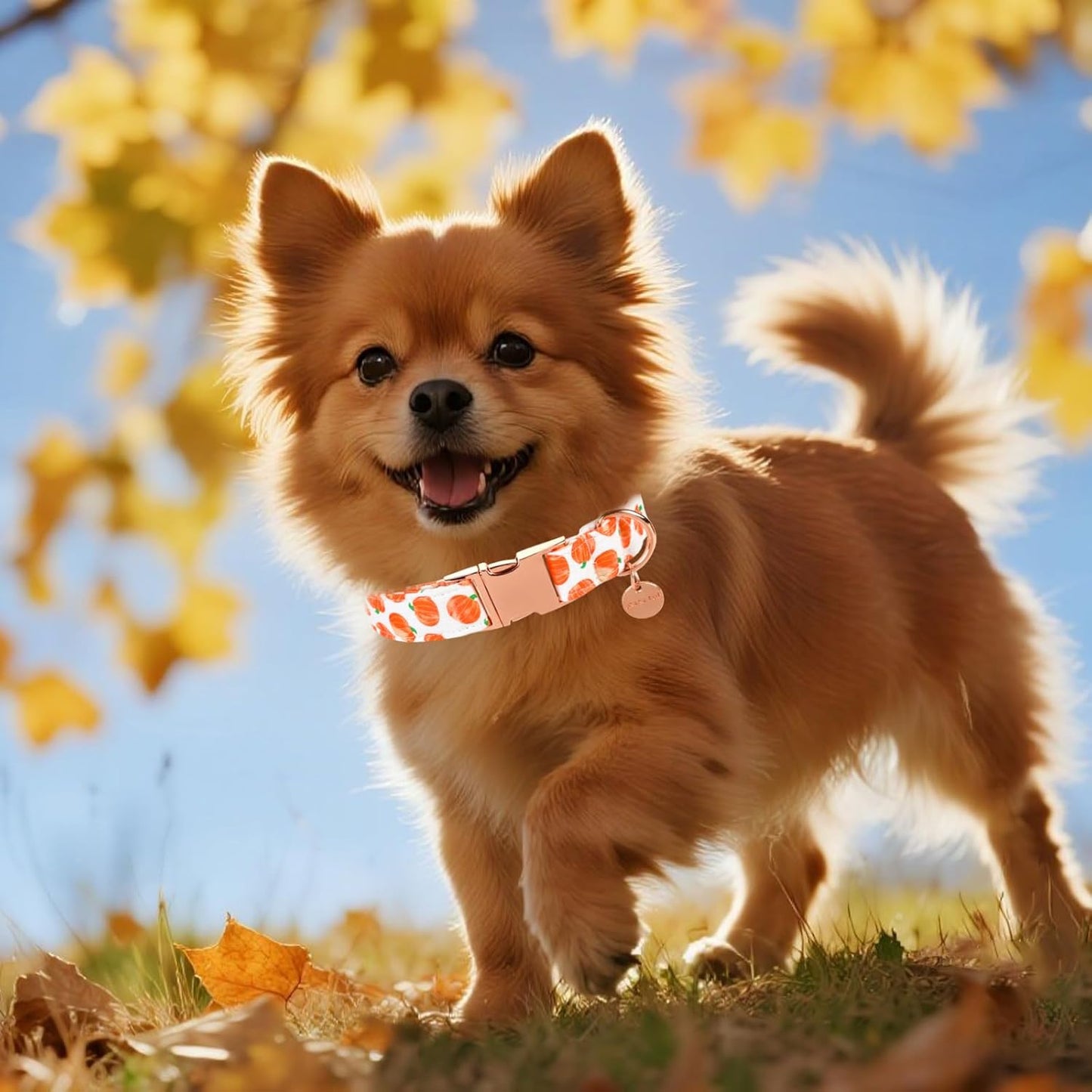 Halloween Dog Collar with Metal Buckle Gift Fall Dog Collar for Small Medium Large Girls or Boys Dogs Cute Pumpkin Cotton Pet Collars
