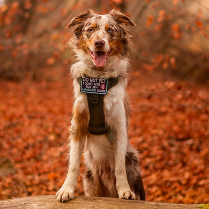rabbitgoo Dog Harness Medium Sized No Pull, Tactical Service Pet Vest with Molle and Control Handle, Adjustable and Reflective Military Harness for Easy Walking and Training, Grey, M
